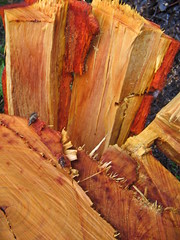 The Force of God Split this Wood