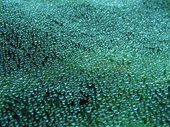 Suspended Bubbles 2