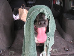 Drying Off After a Long Swim