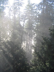 Foggy Winter Morning